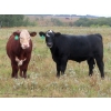 Image 1 : Leib Farm & Ranch Ltd. - 715# November Delivery Steer Calves - 85 Head (Southey, SK)