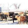 Image 5 : Martee Farm & Ranch - 780# January Delivery Steers - 150 Head (Midale, SK) VBP+