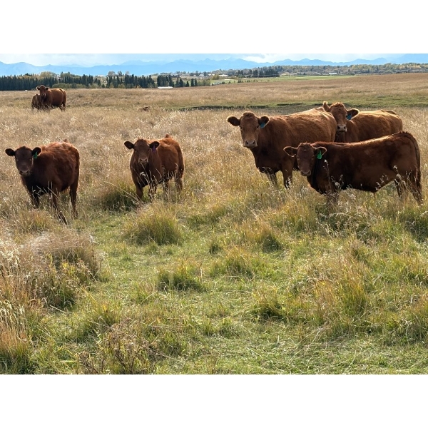 Elizabeth Homerosky - 630# October Delivery Steer Calves - 20 Head (Cochrane, AB)
