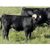 Image 4 : Leedale Farming - 700# September Delivery Heifer Calves - 85 Head (Eckville, AB)