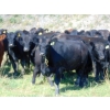 Image 2 : Rafter C Cattle Co. - 790# September Delivery Grass Heifers - 60 Head (Lafleche, SK)
