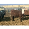 Image 12 : Hawk Ranching - 990# April Delivery Steers - 174 Head (Nanton, AB)