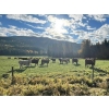 Image 5 : Squaw Valley Ranch - 740# October Delivery Heifer Calves - 81 Head (Lumby, BC)