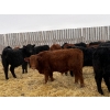 Image 5 : Francis Dyck - 670# February Delivery Steers - 53 Head (Swift Current, SK)
