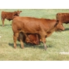 Image 13 : Henrickson Ranch & TC Farms  - 590# November Delivery Steer Calves - 95 Head (Patricia, AB)
