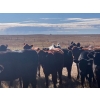 Image 7 : Triangle D Land & Cattle Co. - 775# October Delivery Grass Heifers - 28 Head (Hanley, SK)