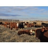 Image 12 : C.O. Johnson & Sons Ranches  - 890# March Delivery Steers - 101 Head (Scandia, AB) VBP+