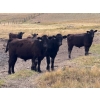 Image 3 : Rafter C Cattle Co. - 965# September Delivery Grass Steers - 62 Head (Lafleche, SK)