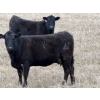 Image 2 : C & L Livestock - 30 Black 2nd Calf 3-Way Pairs (Edam, SK) VBP+