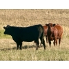 Image 14 : Valley View Ranch - 950# October Delivery Grass Heifers - 150 Head (Strathmore, AB)