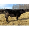 Image 5 : Rose Creek Ranch - 1040# April Delivery Steers - 120 Head (Alder Flats, AB) 