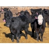 Image 4 : Rob Mossey - 925# March Delivery Steers - 67 Head (Vauxhall, AB)