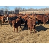 Image 3 : K4 Land & Cattle - 595# November Steer Calves - 80 Head (Eriksdale, MB)