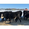 Image 17 : Gerald Retzlaff - 25 Black Angus/Black Angus X Bred Heifers (Fairlight, SK)