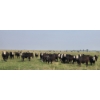 Image 2 : M.S. MacLean Livestock - 985# September Delivery Grass Steers - 264 Head (Coaldale, AB)