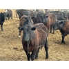 Image 7 : Richard Rosen - 1020# May Delivery Steers - 75 Head (Rainier, AB)