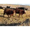 Image 3 : Cunningham Cattle Co. - 850# March Delivery Heifers - 270 Head (Rhein, SK)