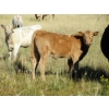 Image 10 : Douglass Cattle Co. - 540# Heifer Calves - 95 Head (Finnegan, AB)