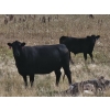 Image 3 : Sunshine Colony - 550# November Steer Calves - 100 Head (Hussar, AB)