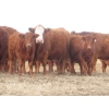 Image 5 : Sybouts Lake Farms Ltd. - 550# March Delivery Steers - 80 Head (Gladmar, SK)