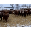 Image 6 : South Valley Farms - 750# February Delivery Weaned Steers - 70 Head (Rapid City, MB)
