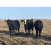 Image 2 : Fox Cattle Co. - 55 Black Simm/Angus X March/April Calving Bred Heifers (Foam Lake, SK)