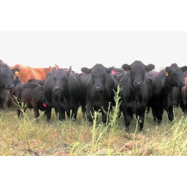 Star Lake Beef (1987) Charlene & Craig Kaartinen - 30 Edie Creek Black Angus Pairs (Eriksdale, MB)