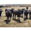 Image 6 : Rick Matz - 20 November Delivery Black Angus X Bred Heifers (Strathmore, AB)