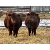 Image 7 : Winn Man Farms - 780# March Delivery Steers - 78 Head (Winnipegosis, MB)