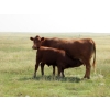 Image 4 : Henrickson Ranch & TC Farms  - 590# November Delivery Steer Calves - 95 Head (Patricia, AB)
