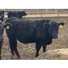 Image 8 : Hawk Ranching - 880# March Delivery Steers - 72 Head (Parkland, AB)