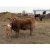 Image 3 : South Ridge Simmentals - 20 RBF/RWF 1st Calf Pairs (Picture Butte, AB)