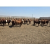 26  Ripple Rock Ranch  750 June Delivery Heifers  82 Head (Fincastle, AB)