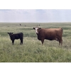Image 10 : Brad & Sandy Lockhart - 460# October Delivery Heifer Calves - 110 Head (Big Stone, AB)