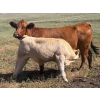 Image 5 : Elder Charolais - 720# October Delivery Steer Calves - 30 Head (Moose Jaw, SK)