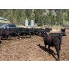 Image 5 : Moo Point Holdings - 790# Mixed Crossbreds - 80 Head (Merritt, BC)