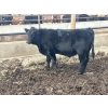 Image 11 : Jarokosky Farms - 900# March Delivery Steers - 138 Head (Lethbridge, AB)