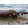 Image 3 : Lyzenga Farms - 2 RBF/RWF Heifers (Pen 735)
