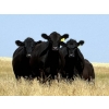 Image 2 : Rafter C Ranch Ltd. - 850# October Delivery Grass Heifers - 68 Head (Lafleche, SK)