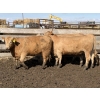 Image 14 : Williamson Farms - 922# April Delivery Heifers - 250 Head (Bow City, AB)