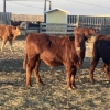 Image 2 : Hawk Ranching - 850# February Weaned Steers - 220 Head (Nanton, AB)