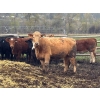 Image 8 : TF Cattle - 860# April Delivery Heifers - 70 Head (Kamloops, BC)