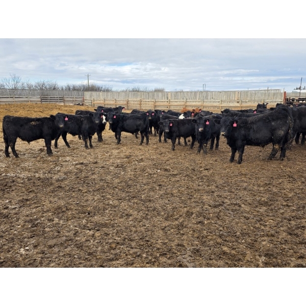 South Island Farms - 860# February Delivery Steers - 300 Head (Bow Island, AB)
