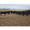 Image 1 : South Island Farms - 860# February Delivery Steers - 300 Head (Bow Island, AB)