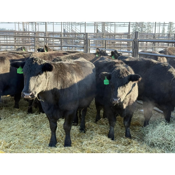 Lazy J Cattle Co. - 10 Third Calvers (Pen 441A)