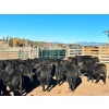 Image 2 : Kamloops Area Ranchers - 685# October Delivery Steer Calves - 140 Head (Kamloops, BC)