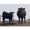 Image 6 : Thurston Newall Farms - 580# Steer Calves - 105 Head (Nightingale, AB)
