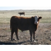 Image 4 : Crooked Tree Ranch - 610# October Steer Calves - 125 Head (Jenner, AB)