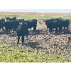Image 6 : Diamond A Farms - 1000# September Grass Steers - 106 Head (Girvin, SK)