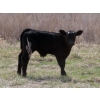 Image 6 : Lamb Cattle Company - 525# October Delivery Steer Calves - 230 Head (Hanley, SK)